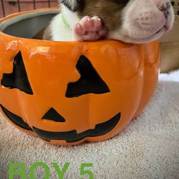 Staffordshire Bull Terrier Puppies from 1LoveStaffies-Hawaii