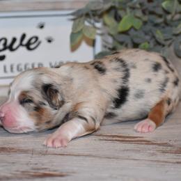 Autumn - Blue merle female Miniature Australian Shepherd puppy in Lowgap, North Carolina from Baileys Mini Aussies