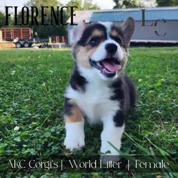 Florence - Black and tan female Pembroke Welsh Corgi puppy in Pine Village, Indiana from NL Horsemanship