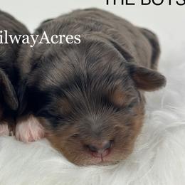 Boy 2-Petite - Merle male Goldendoodle puppy in Milford, Indiana from Railway Acres Kennel