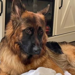 Lenox - German Shepherd