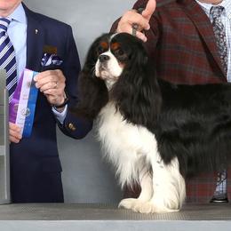 Dash - Cavalier King Charles Spaniel