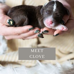 Clove - Brown and white Sheepadoodle puppy in North Carolina from Nomad's Doodles