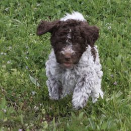 Pink - Brown roan Lagotto Romagnolo puppy in Sacramento, California from Innamorati Lagotti