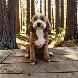 Timber - Goldendoodle