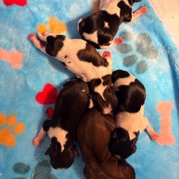 Girl 1 - Red female Shih Tzu puppy in Hemet, California from Aloha Shih Tzu