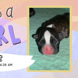 Bessie - Black and white female Boston Terrier puppy in Jupiter, Florida from CJM Boston and Boxer Puppies