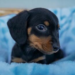 Cowboy - Black and tan male Dachshund puppy in Temecula, California from Naomi Magee's Dachshund Kennel
