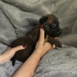 Jet - Fawn sable male Belgian Malinois puppy in Chino, California from BlueStone K9