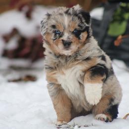 Rodeo - Blue merle female Australian Shepherd puppy in Smicksburg, Pennsylvania from Zaneca Aussies