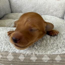 AKC Red Female - Red female Dachshund puppy in Sumrall, Mississippi from JP’s Dachshunds