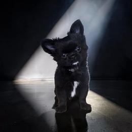 AKC Brave Boss - Black male Chihuahua puppy in Brooklyn, New York from Nadezhda's Chihuahuas