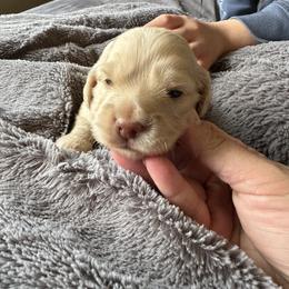 Boy 2 - Cream male Dachshund puppy in Ashland, Kentucky from Angell Weens