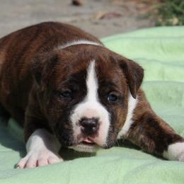 Squash - Red brindle male American Staffordshire Terrier puppy in Guilford County, North Carolina from Explicit Kennel