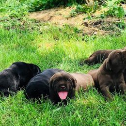 Labrador Retrievers from Mothersbrook Manor Labradors