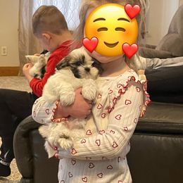 German Shepherd and Shih Tzu Puppies from Carlson Hill Farm