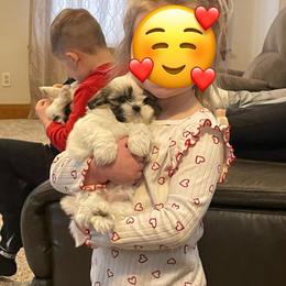 German Shepherd and Shih Tzu Puppies from Carlson Hill Farm