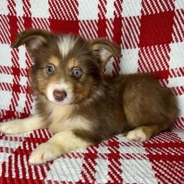 Tiny - Red tri female Toy Australian Shepherd puppy in Hokes Bluff, Alabama from Alegria Toy Aussies