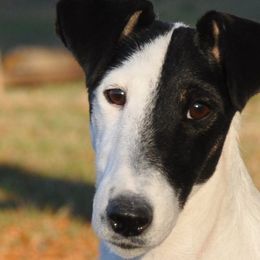 Smooth Fox Terriers from Tocoa Smooth Fox Terriers