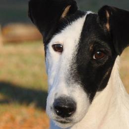 Smooth Fox Terriers from Tocoa Smooth Fox Terriers
