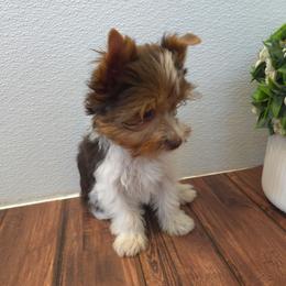 Brown collar - Parti male Yorkshire Terrier puppy in Mcconnellsburg, Pennsylvania from Buffy's Little Blessings