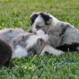 Australian Shepherd Puppies from Dovehawk Australian Shepherds