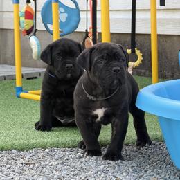 Cane Corso Puppies from CANE CORSO DI DROGHEDA