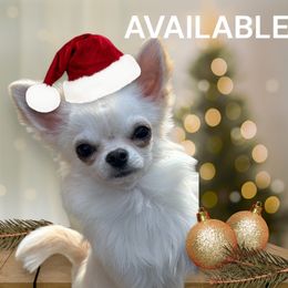 Chihuahua Puppies from Cranbrook Kennels