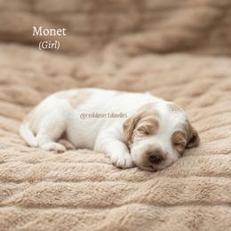 Monet - Apricot female Australian Labradoodle puppy in Hurricane, Utah from Red Desert Doodles