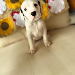 Male pick spot 3 ( out of 3) - White and black male Dalmatian puppy in Hawkins, Texas from Snow Dalmatians
