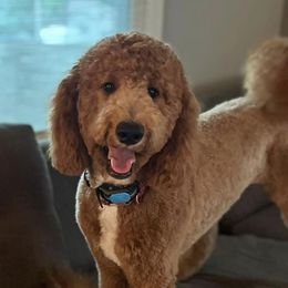 Snickers - Goldendoodle