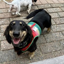 Never - Dachshund