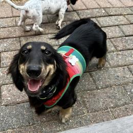 Never - Dachshund