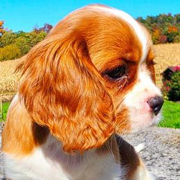 Bristol - Blenheim female Cavalier King Charles Spaniel puppy in Watsontown, Pennsylvania from Huntsman Cavaliers