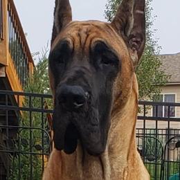 Great Danes from Rockingdane Great Danes