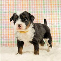 Sven - Tri-color male Bernedoodle puppy in Russell Springs, Kentucky from 270 Doodles