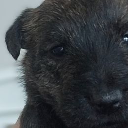 Girl 1 - Scottish Terrier puppy from Christie Gregory's Scotties