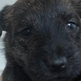 Girl 1 - Scottish Terrier puppy from Christie Gregory's Scotties