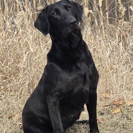Izzy - Labrador Retriever