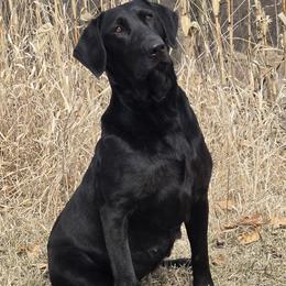Izzy - Labrador Retriever