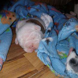 Bulldog puppies from Pattys Boxers and Bulldogs