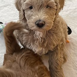 Goldendoodle Puppies from Texas Bella Doodles