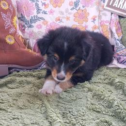 Willow (Pink collar) - Black tri-color female Australian Shepherd puppy in Okeechobee, Florida from Rothsolid Aussies