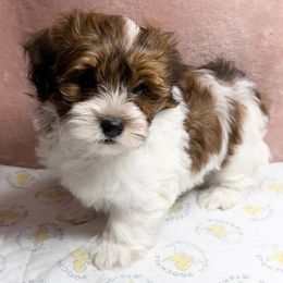 Salsa - Red male Havanese puppy in Maryville, Missouri from Dreamworks Havanese