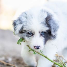 Linguine - Slate merle male Border Collie puppy in Paso Robles, California from Poindexter Border Collies