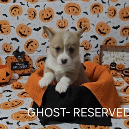 American Corgi Puppies from Whitecreek Corgis of Columbus, IN