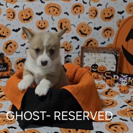 American Corgi Puppies from Whitecreek Corgis of Columbus, IN