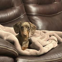 Coco - Dachshund