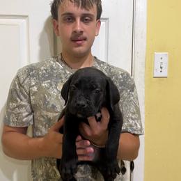 Black 1 - Black female Cane Corso puppy in Kaufman, Texas from Phantom Corsos