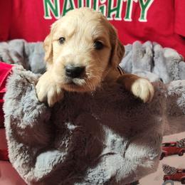 Gray - Golden male Golden Retriever puppy in Lucasville, Ohio from Halo Kennels